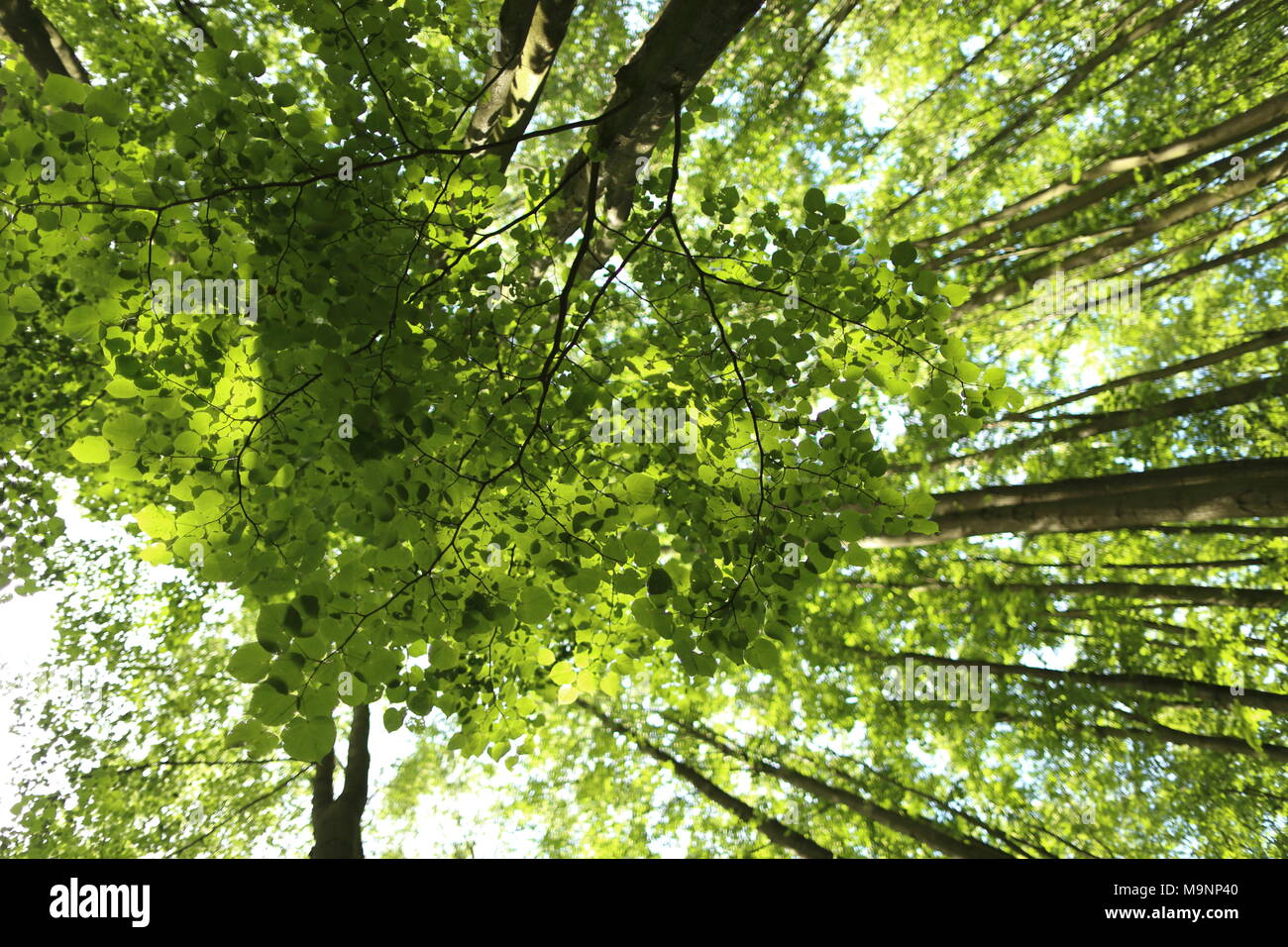 summer forest trees in sunlight Stock Photo - Alamy