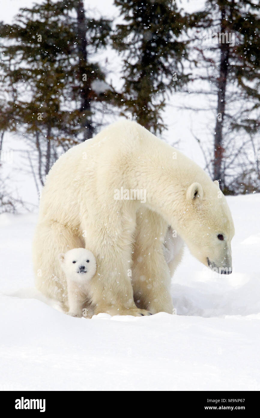 Polar Bear Mom and Cub Stock Photo - Alamy