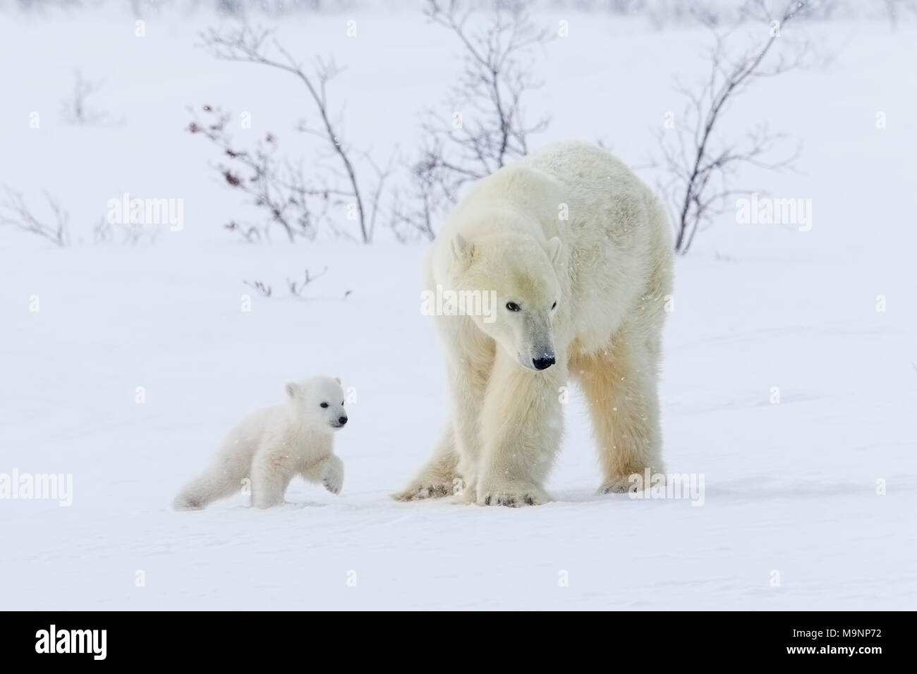 Polar Bear Mom and Cub Stock Photo - Alamy