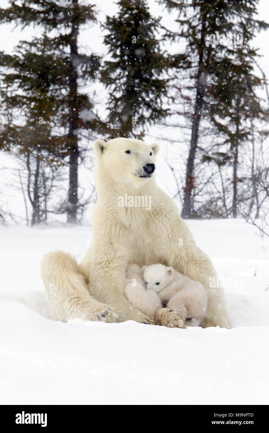 Bear sitting up hires stock photography and images Alamy