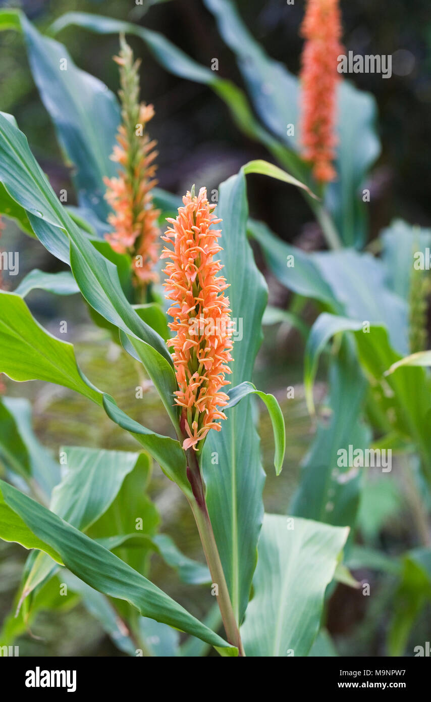 Hedychium densiflorum 'Assam Orange' flowers. Stock Photo