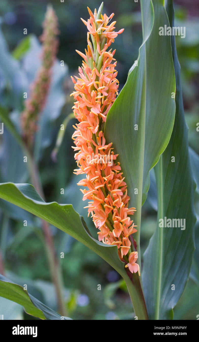 Hedychium densiflorum 'Assam Orange' flowers. Stock Photo