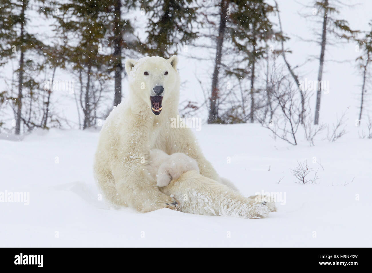 Bear sitting up hi-res stock photography and images - Alamy