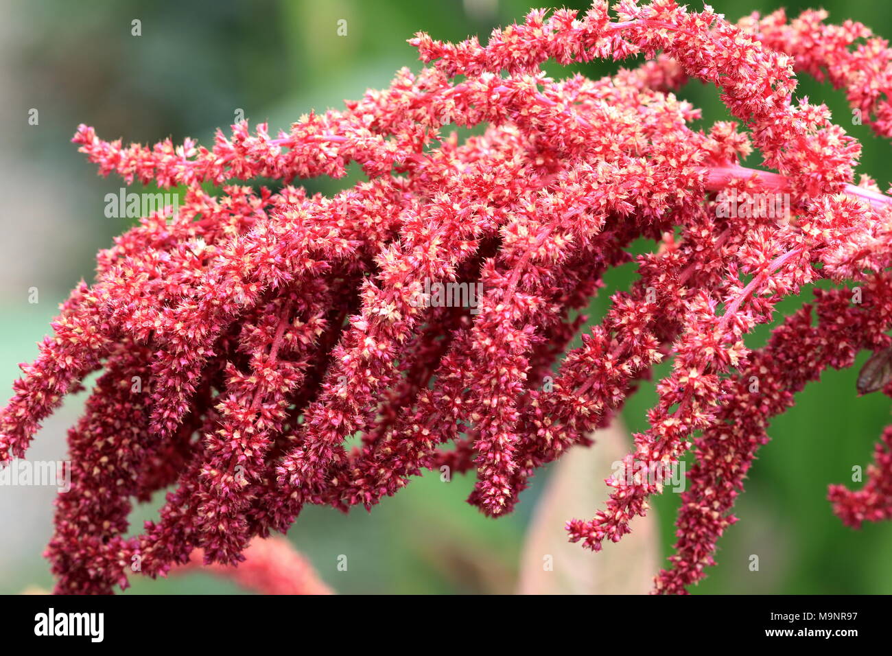 Amaranthus tricolor seeds or known as Red Amaranth Stock Photo