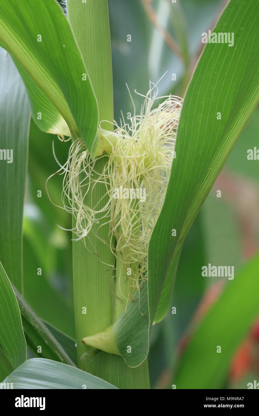 Closeup corn tassels hires stock photography and images Alamy