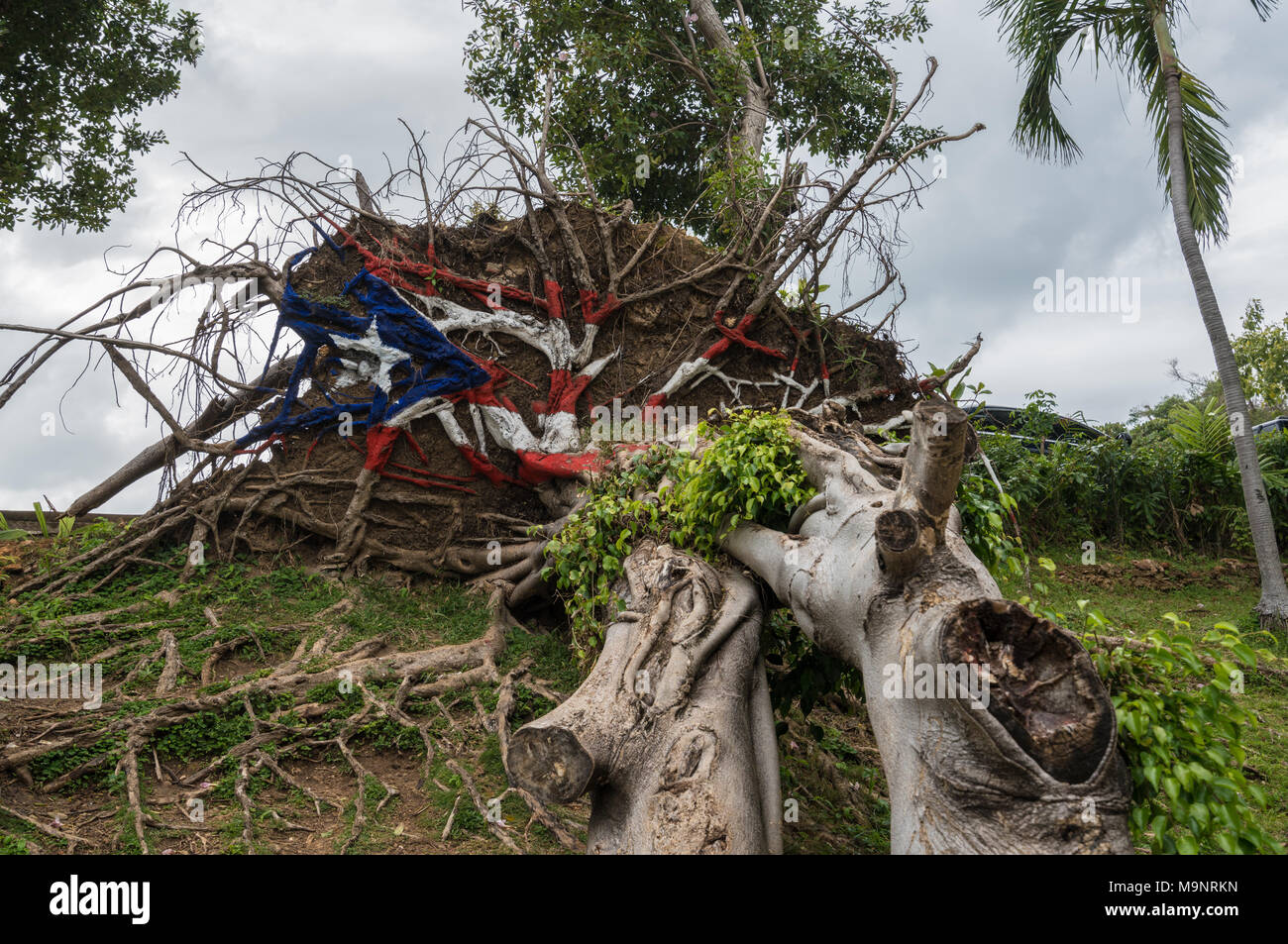 Fallen tree from Hurricane Maria in San Juan Stock Photo