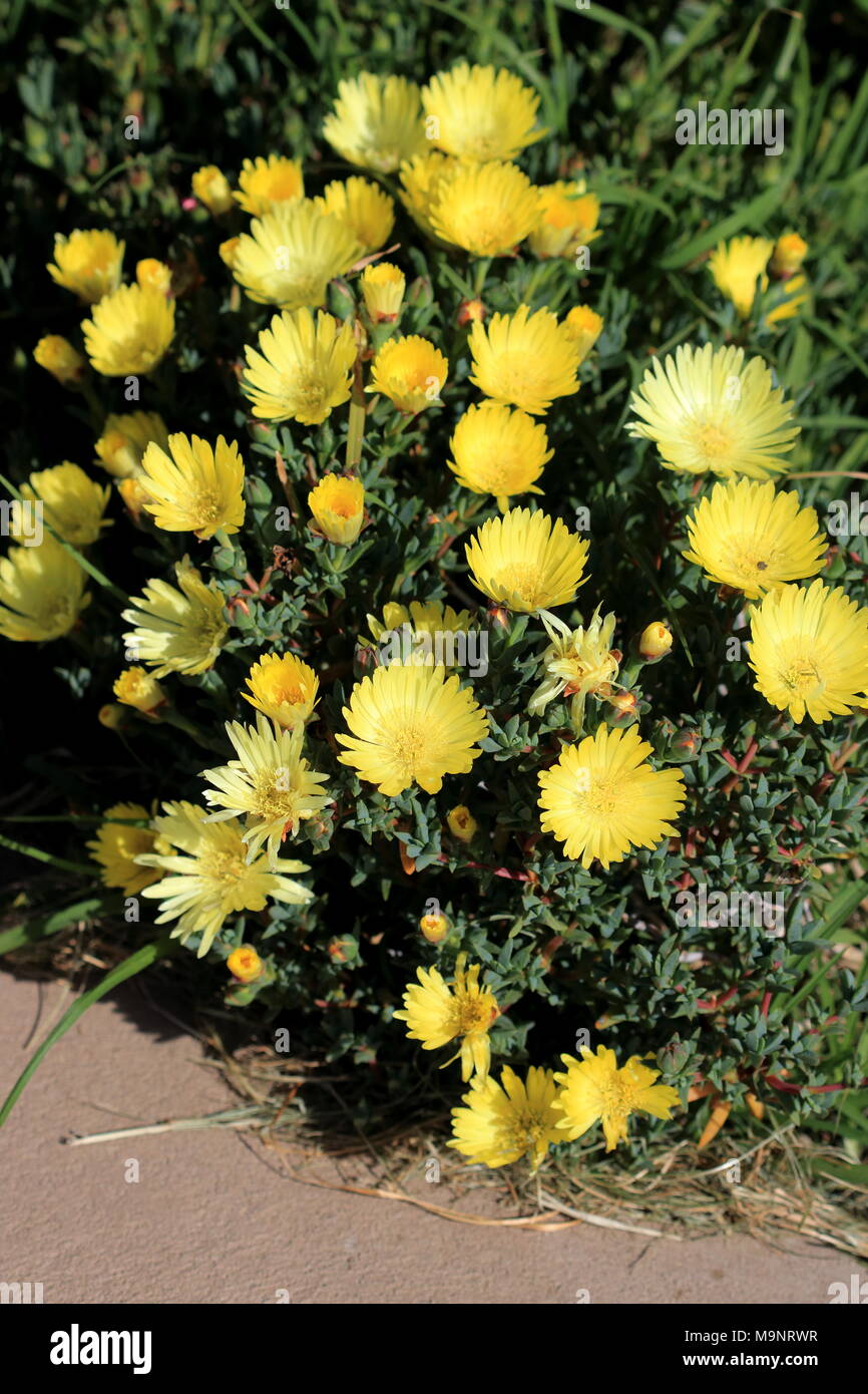 yellow Pig face flowers or Mesembryanthemum, ice plant flowers, Livingstone Daisies in full bloom Stock Photo