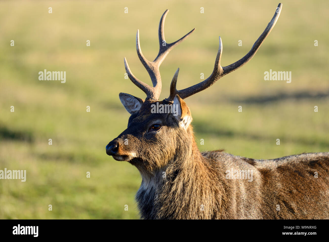 Sika deer buck (Cervus nippon) at the  Scottish Deer Centre, Bow of Fife, Cupar, Scotland, UK Stock Photo