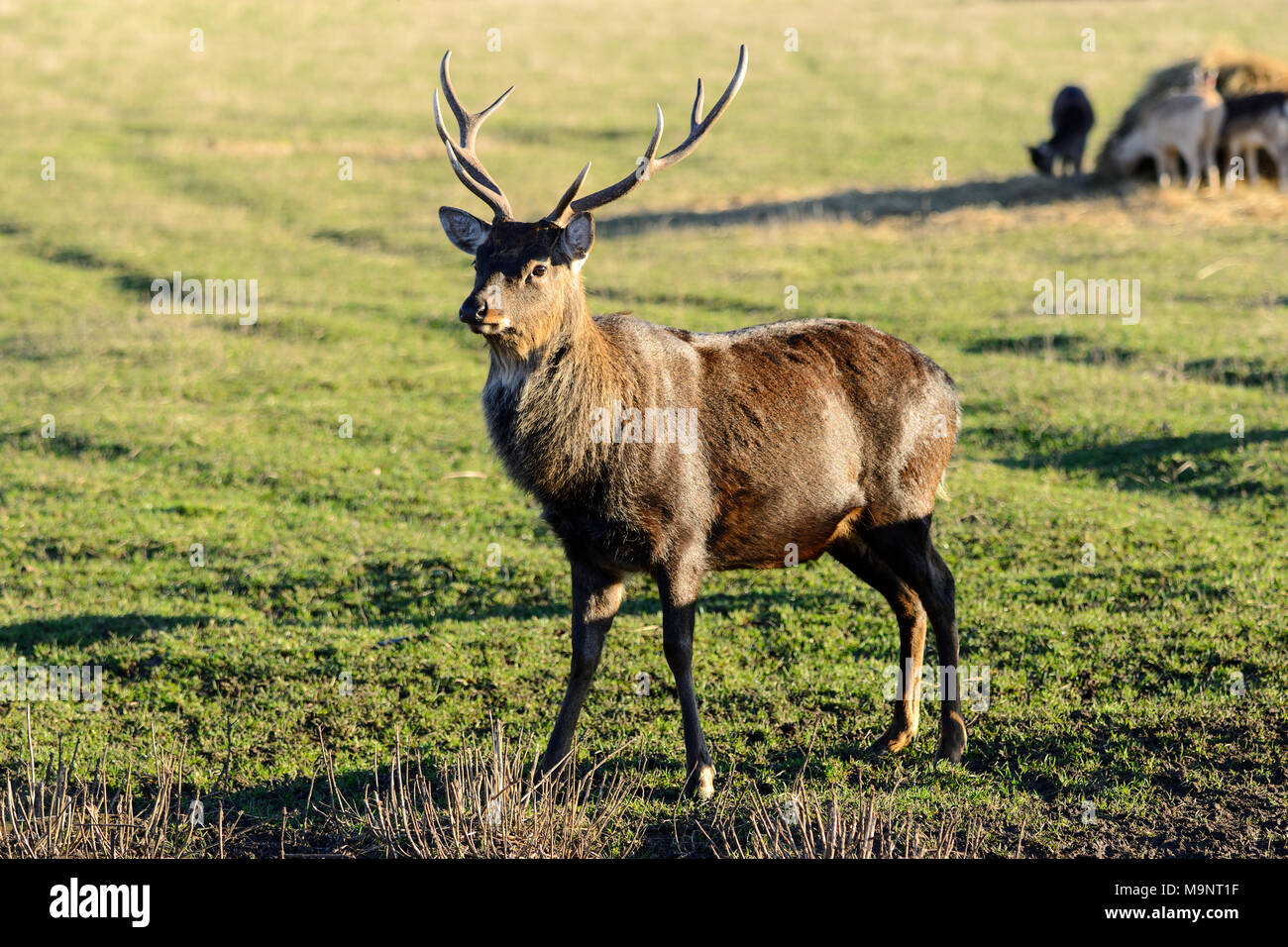Sika deer buck (Cervus nippon) at the Scottish Deer Centre, Bow of Fife