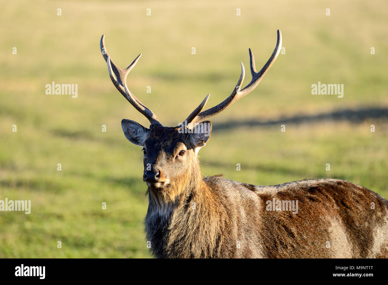 Sika deer buck (Cervus nippon) at the Scottish Deer Centre, Bow of Fife