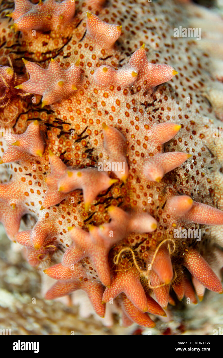Closeup of a pale orange spiny sea cucumber Stock Photo