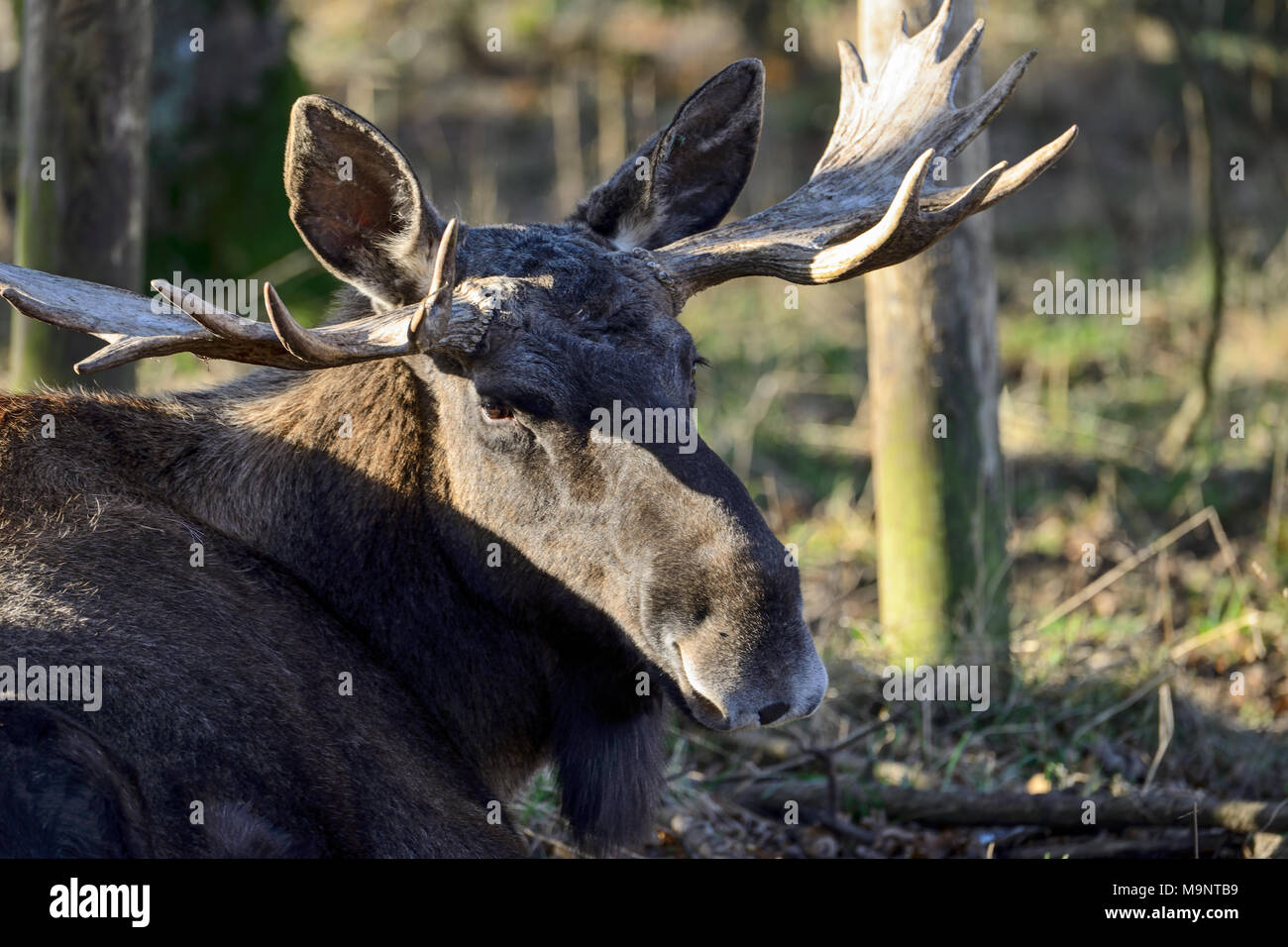 Moose or European Elk buck (Alces alces) at the  Scottish Deer Centre, Bow of Fife, Cupar, Scotland, UK Stock Photo