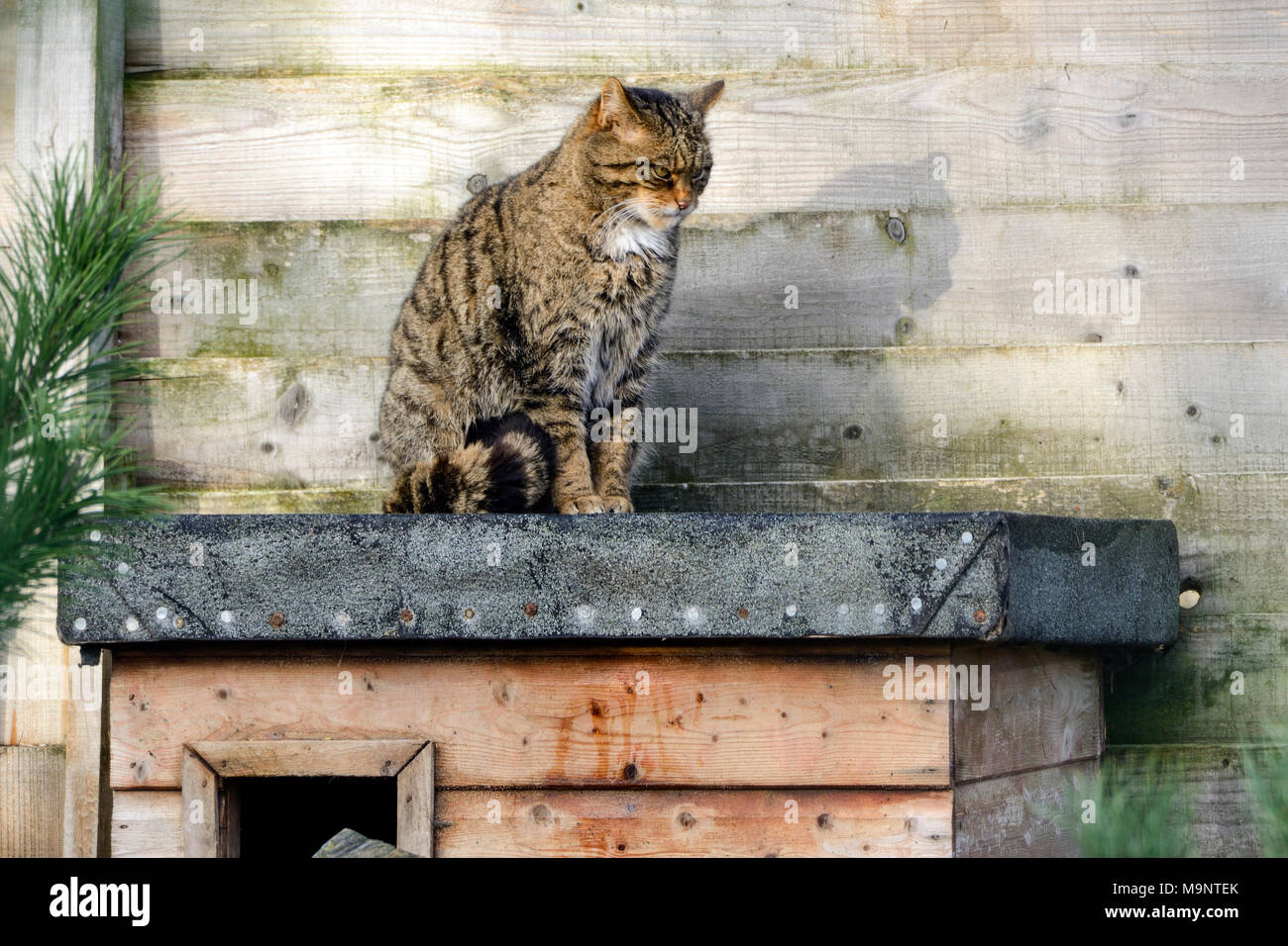 Captive Scottish wildcat (Felis silvestris grampia) at the Scottish
