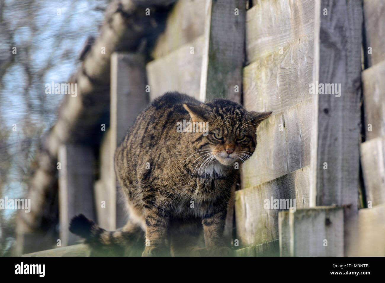 Captive Scottish wildcat (Felis silvestris grampia) at the  Scottish Deer Centre, Bow of Fife, Cupar, Scotland, UK Stock Photo