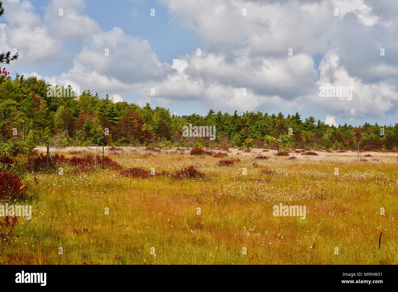 Scenic landscape of spruce flats bog and surrounding forest in the laurel highlands Stock Photo