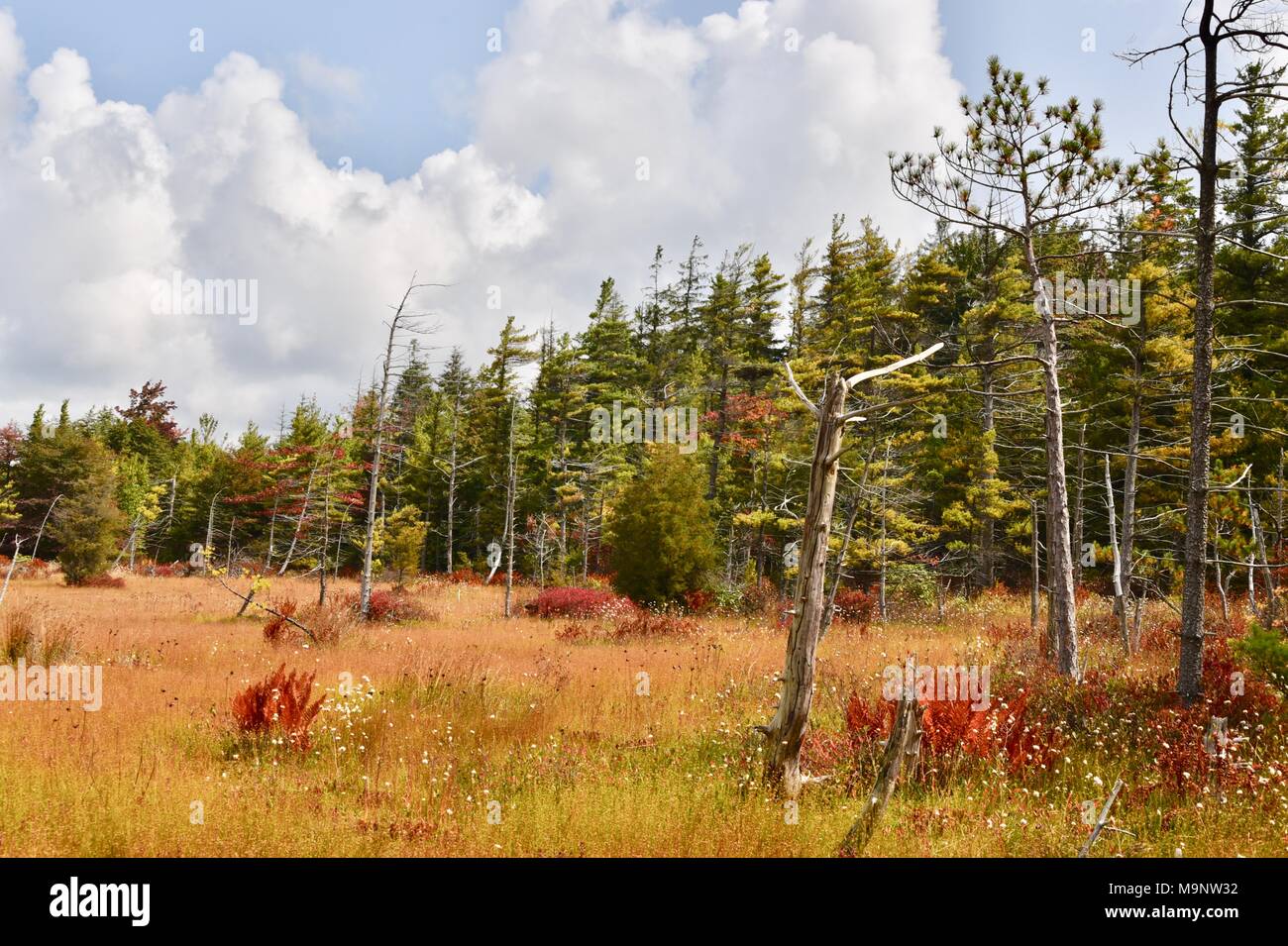 Scenic landscape of spruce flats bog in the laurel highlands Stock Photo