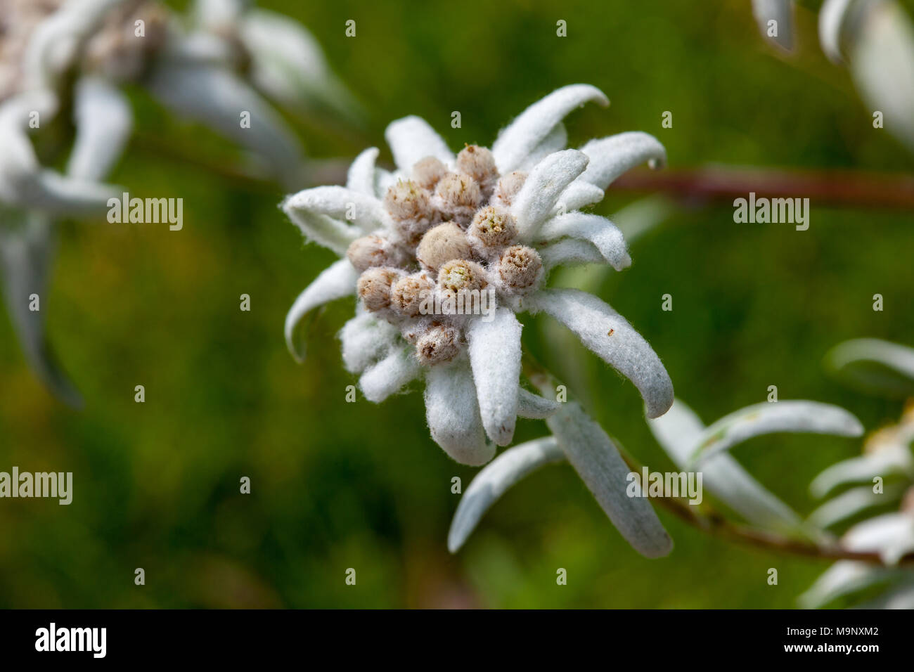 Wool flower, Edelweiss (Leontopodium nivale) Stock Photo
