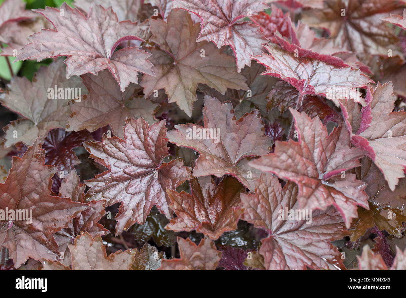'Red Pearl' Small-leaved alum root, Småblommig alunrot (Heuchera micrantha) Stock Photo