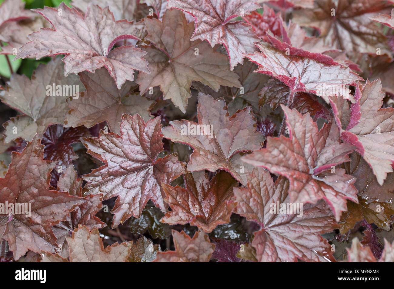 'Red Pearl' Small-leaved alum root, Småblommig alunrot (Heuchera ...