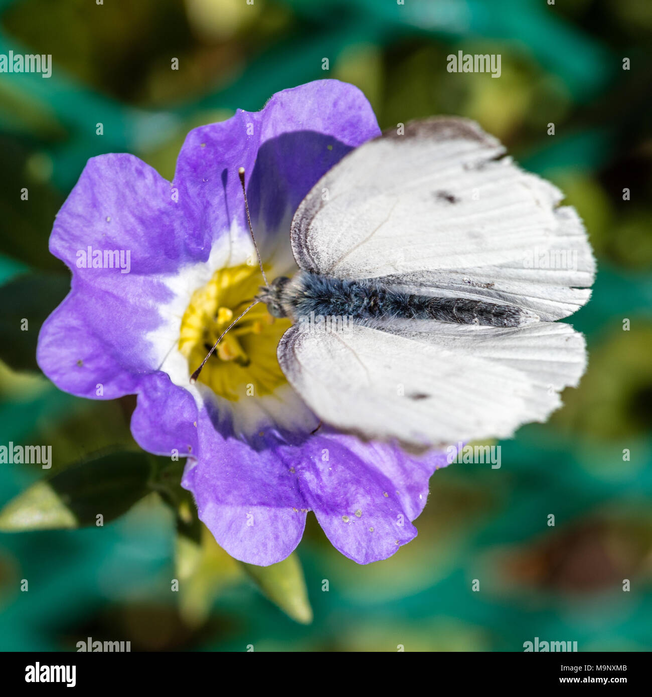 Chilean bell flower, Cymbalblomma (Nolana paradoxa) Stock Photo