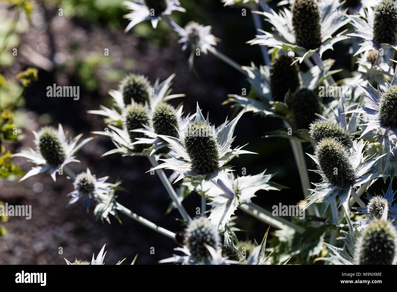 Miss Willmott's ghost, Silvermartorn (Eryngium giganteum Stock Photo