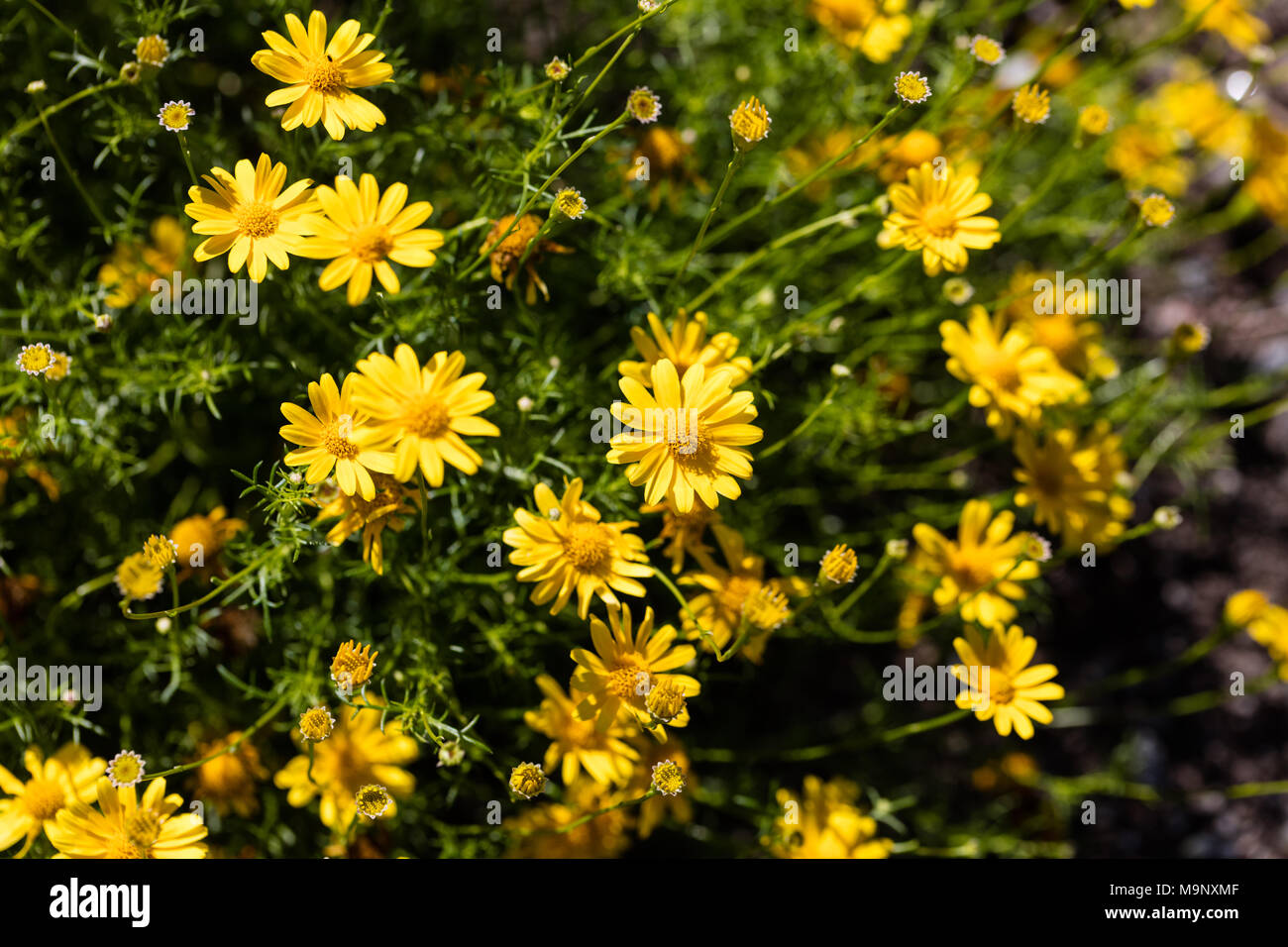 Bristleleaf pricklyleaf, Texaskrage (Thymophylla tenuiloba) Stock Photo