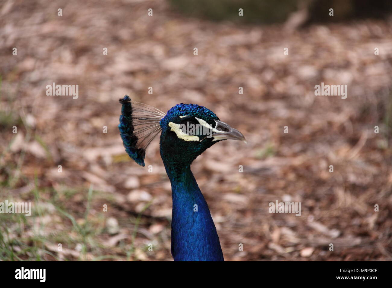 Indian Peacock (Pavo Cristatus) Stock Photo