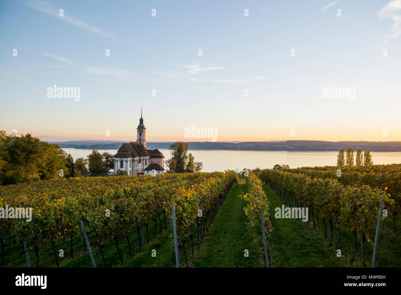 Pilgrimage church Birnau with vineyards in autumn, evening light, Uhldingen-Mühlhofen, Lake Constance, Baden-Württemberg Stock Photo