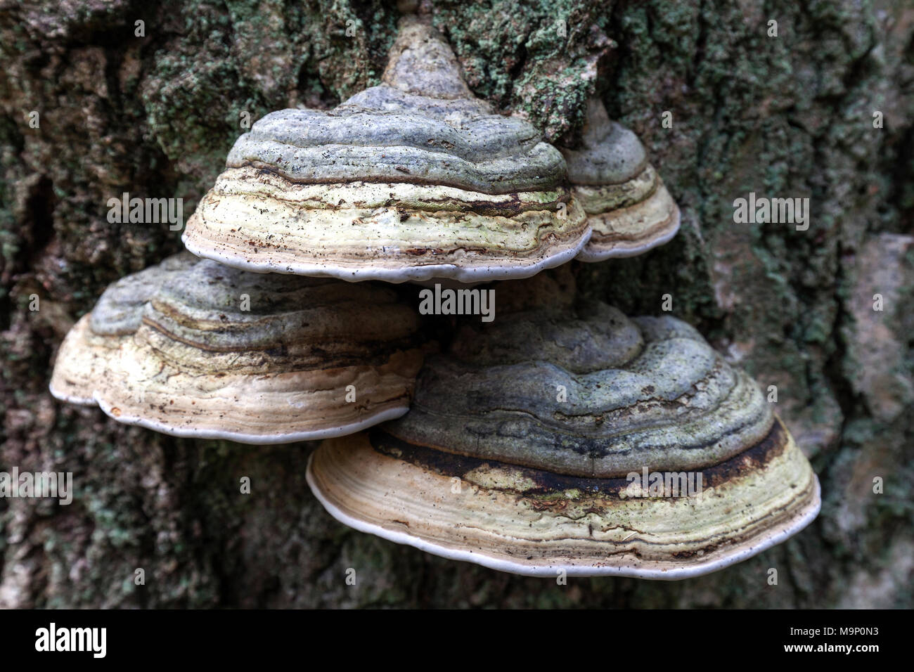 Tinder Funguses (Fomes fomentarius) grow on a tree trunk, Darß Forest, Fischland-Darß-Zingst, Western Pomerania Lagoon Area Stock Photo