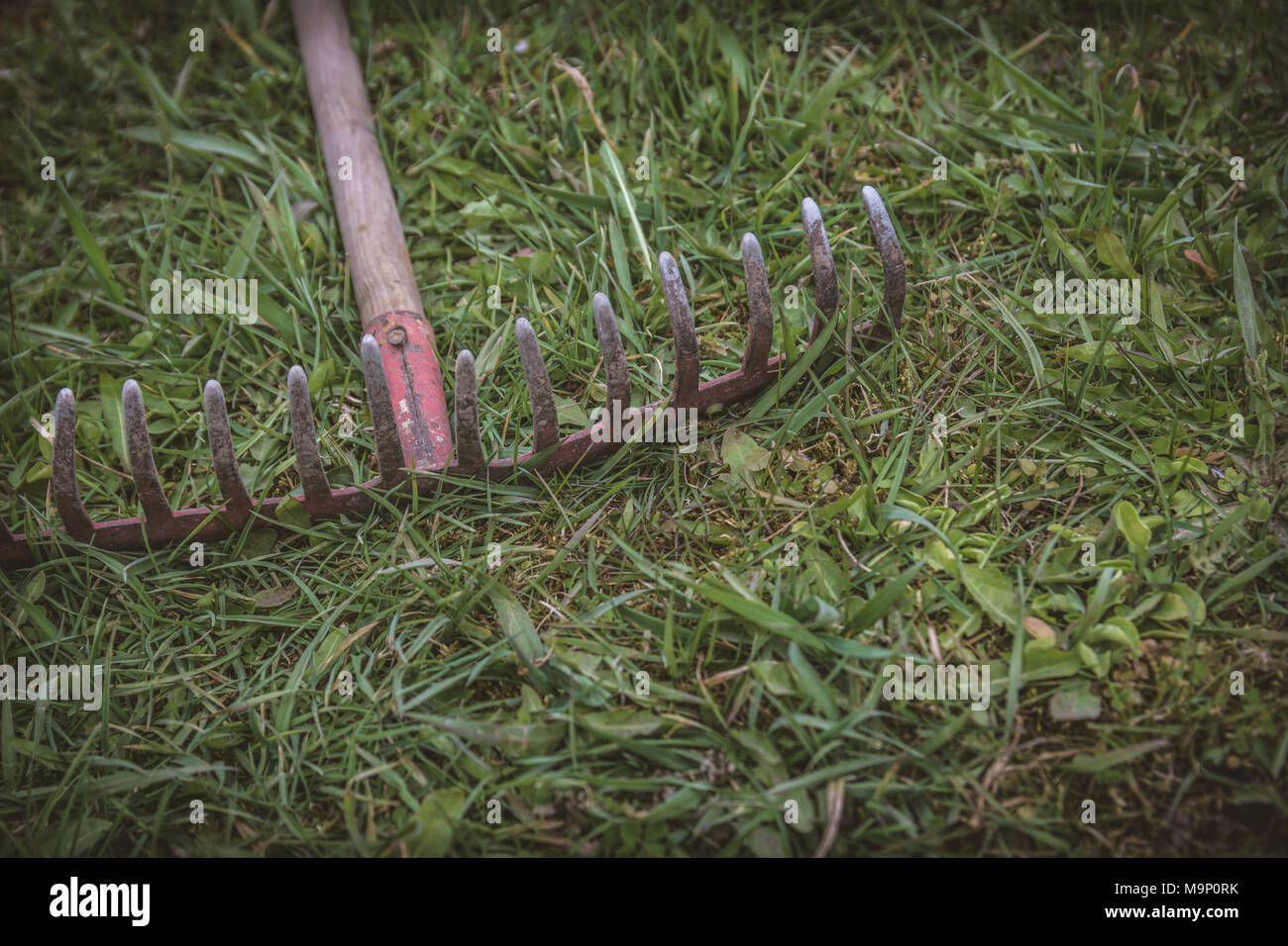Old rake abandoned lying in green grass in summer. Matte effect Stock
