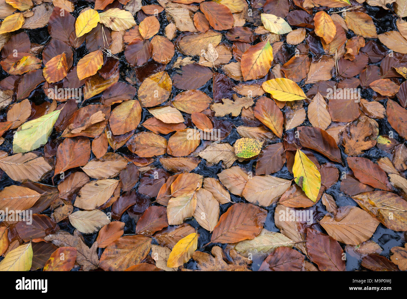 Autumn leaves, autumn discoloured leaves swimming on bog water, Osterwald, Zingst, Fischland-Darß-Zingst, Western Pomerania Stock Photo