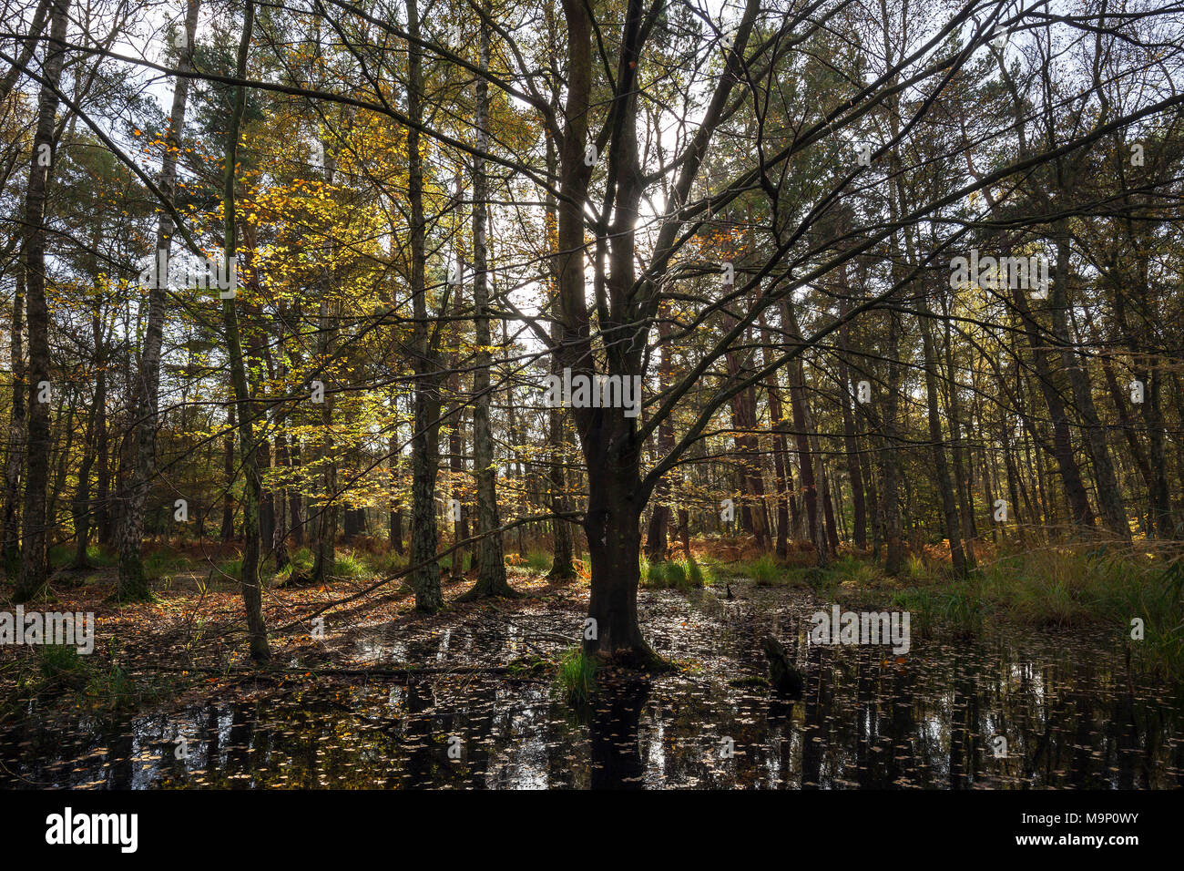 Moorland landscape with autumnal trees in the Osterwald, back light, Zingst, Fischland-Darß-Zingst, Western Pomerania Lagoon Stock Photo