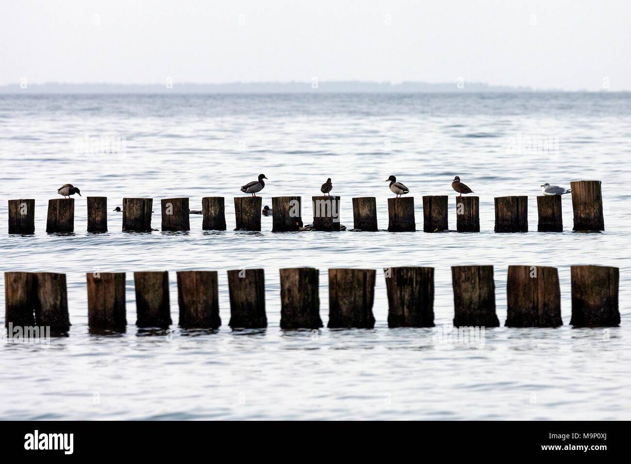 Ducks sit on groynes at the Baltic Sea beach near Zingst, Fischland-Darß-Zingst, Western Pomerania Lagoon Area National Park Stock Photo