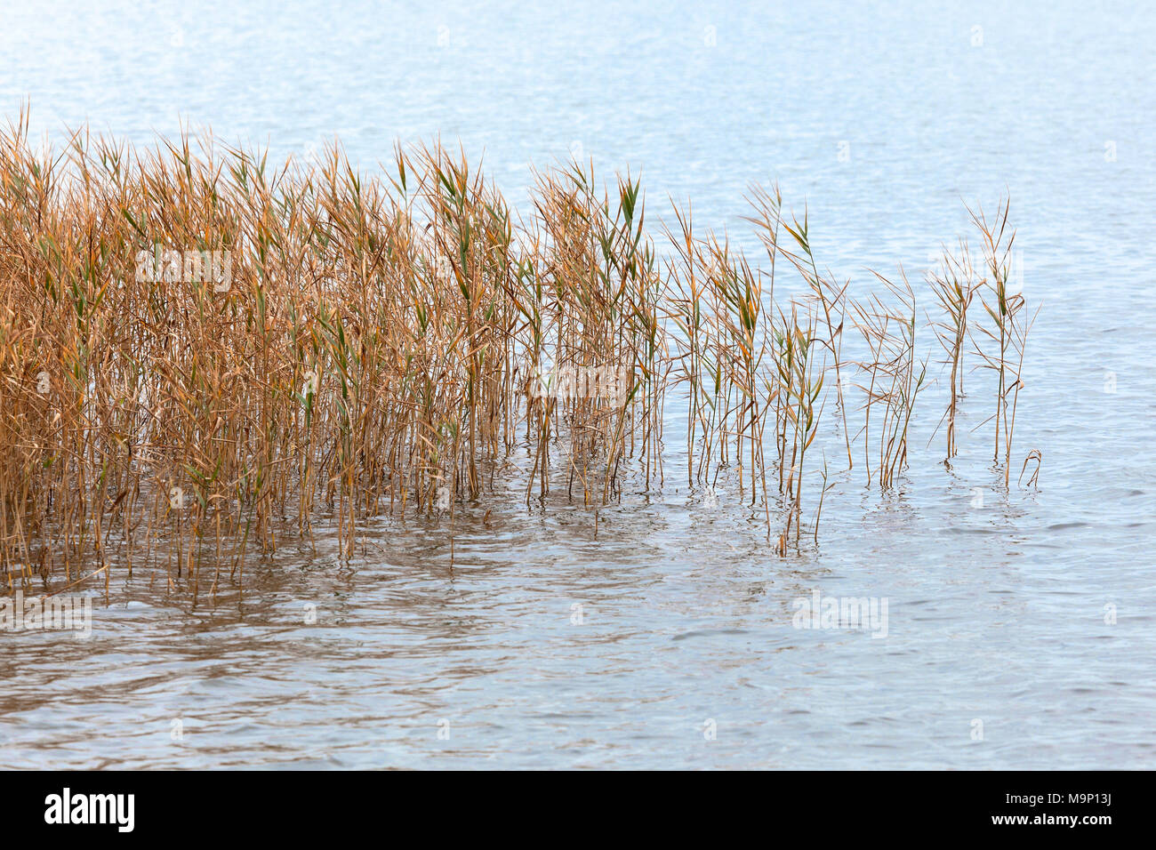 Reed grows in the water, near Born am Darß, Fischland-Darß-Zingst, Western Pomerania Lagoon Area National Park Stock Photo