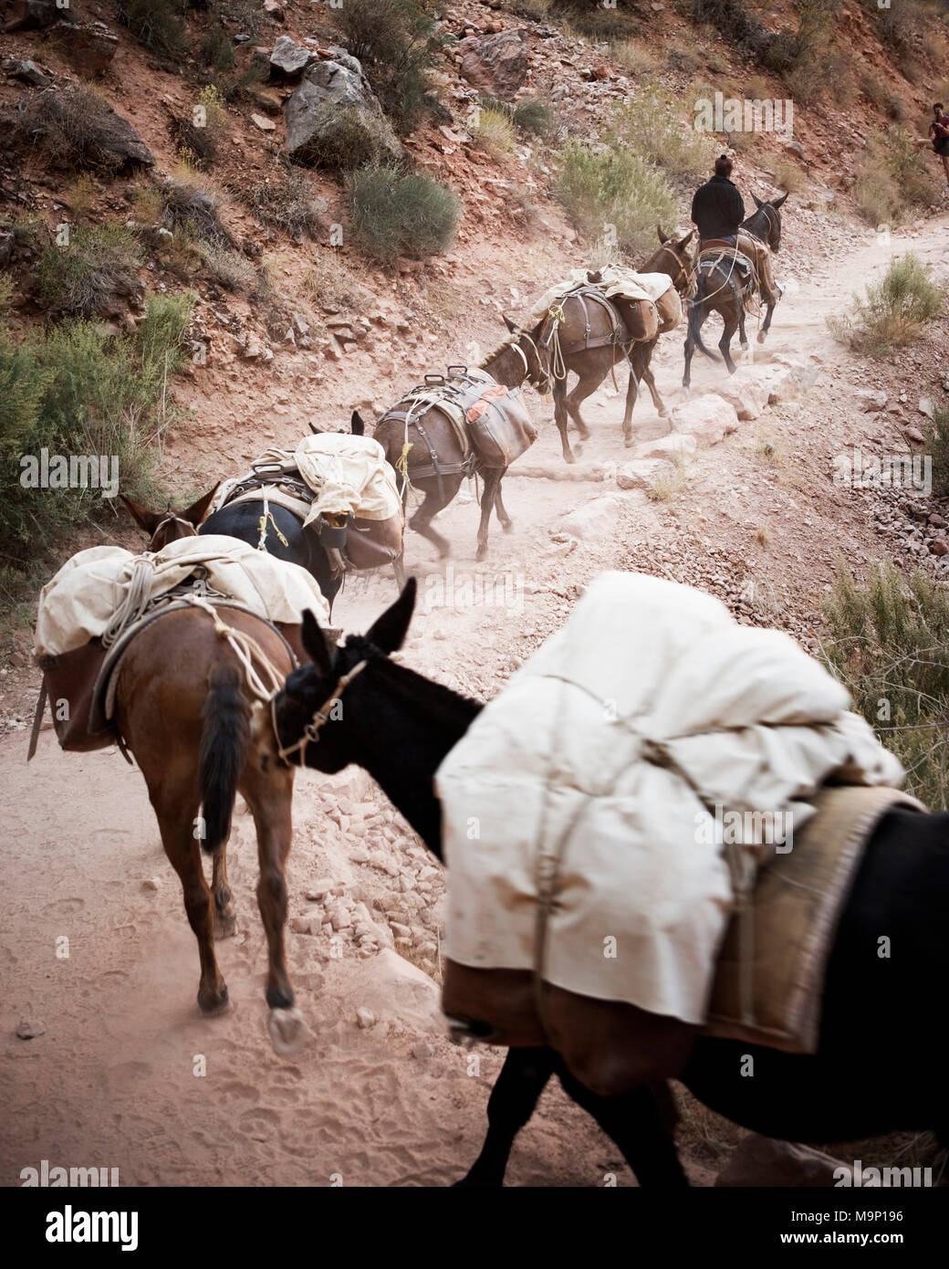 Horses and mules transporting supplies down to Phantom Ranch, Grand Canyon National Park, Arizona. Stock Photo