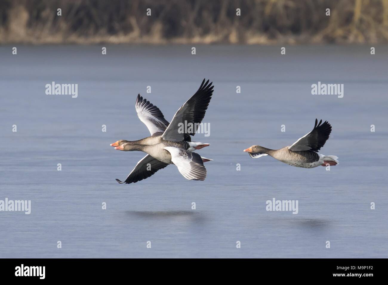 Three Greylag geese (Anser anser), flying over water, Hesse, Germany Stock Photo