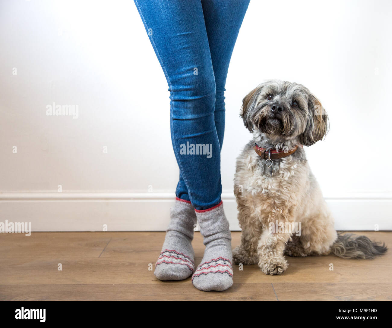 A low angle view of a fashionable young girl in blue denim jeans and cozy socks with her pet dog sitting obediently by her feet indoors. Stock Photo