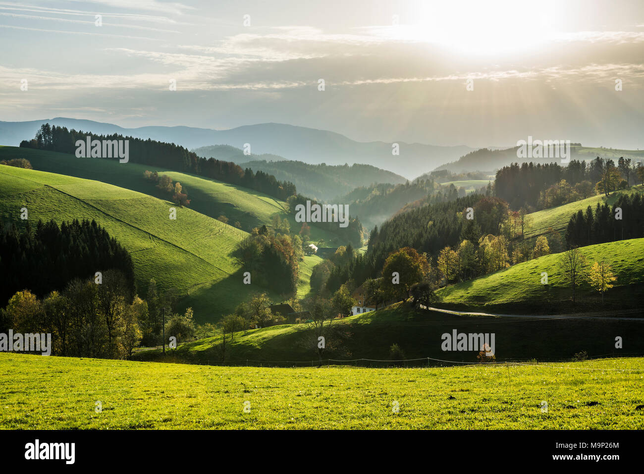 View of hilly landscape, teis forested, evening light, near St Märgen, Black Forest, Baden-Württemberg, Germany Stock Photo
