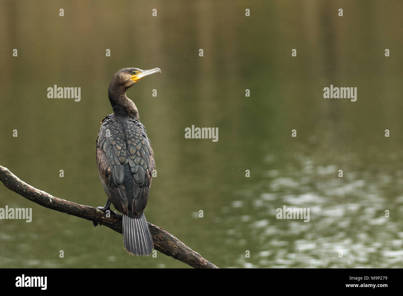 Great cormorant (Phalacrocorax carbo) sits in rain on a branch above the water, Allgäu, Bavaria, Germany Stock Photo