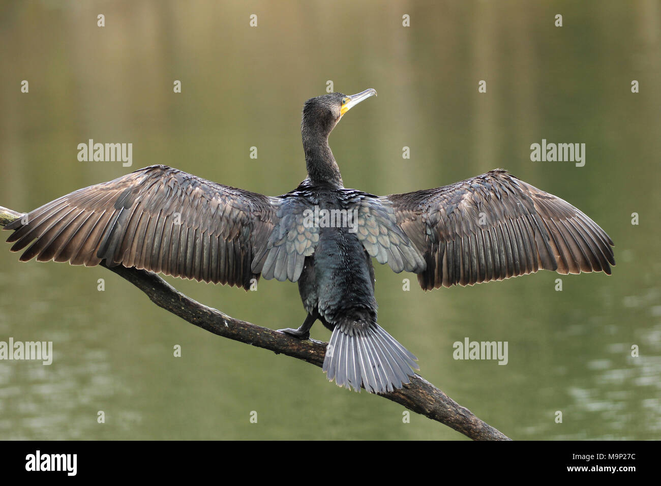Great cormorant (Phalacrocorax carbo) sits on a branch above the water and dries its plumage with spreading wings, Allgäu Stock Photo