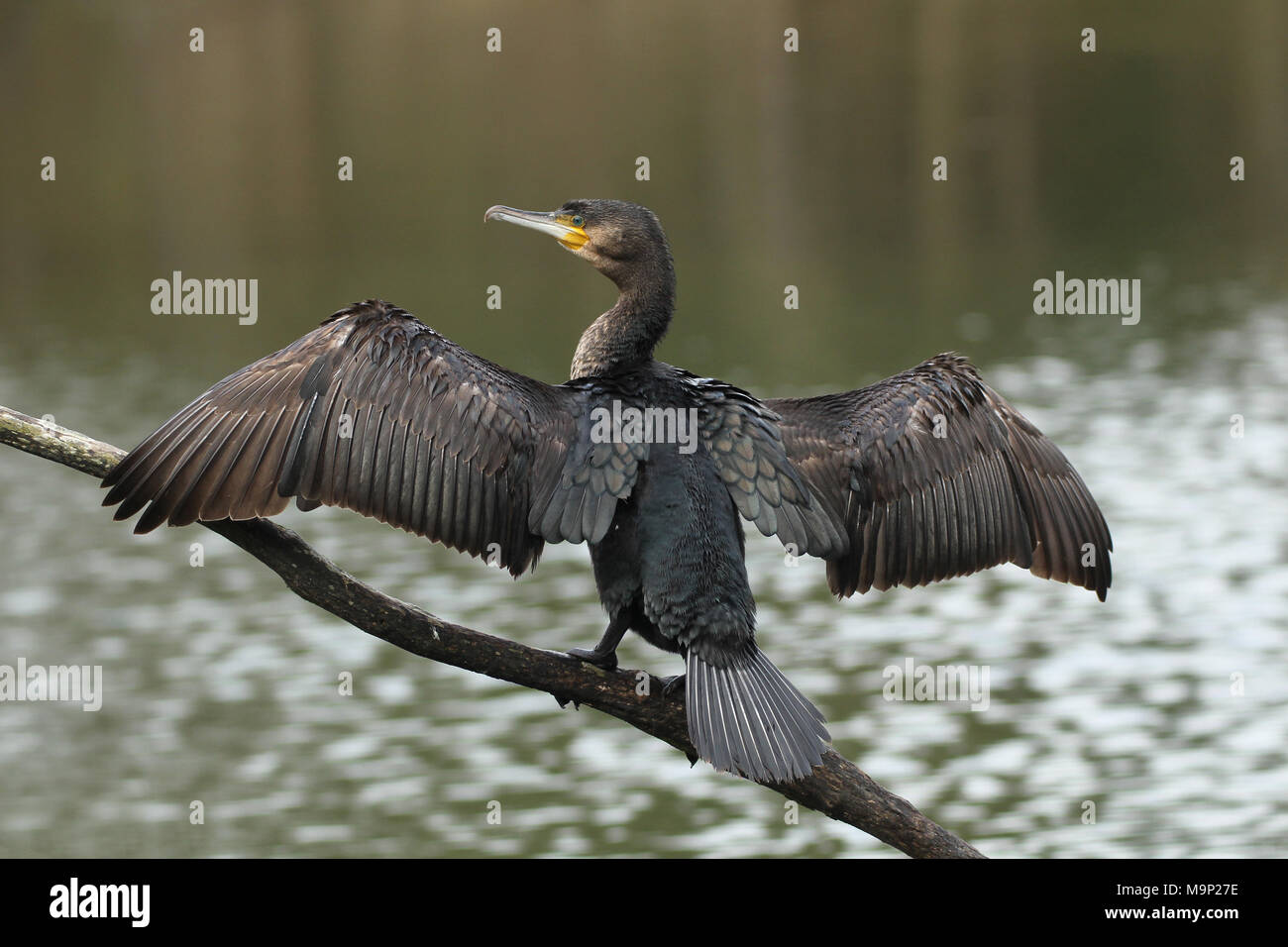 Great cormorant (Phalacrocorax carbo) sits on a branch above the water and dries its plumage with spreading wings, Allgäu Stock Photo