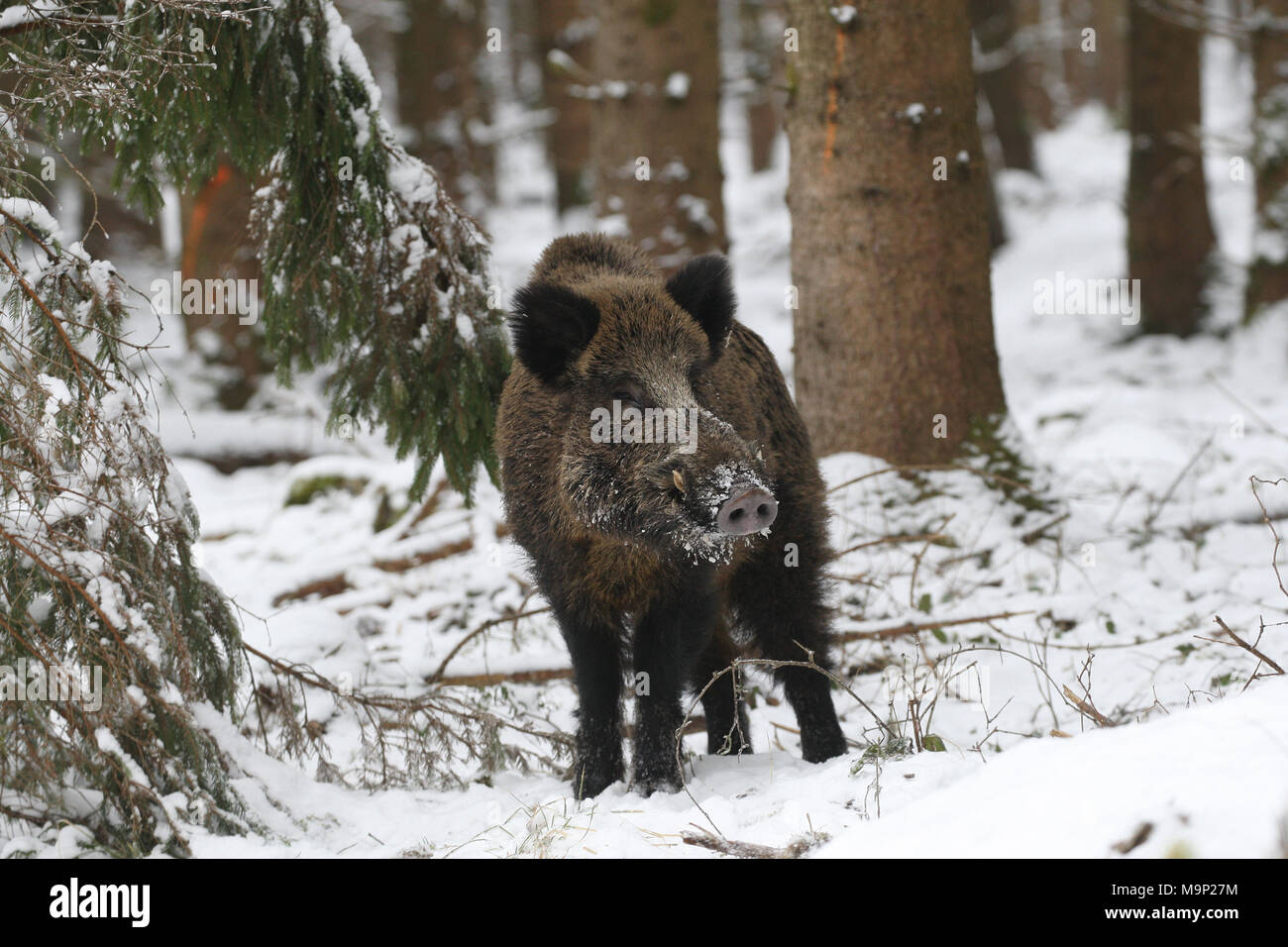 Wild boar (Sus scrofa), tusker in winter forest, Allgäu, Bavaria, Germany Stock Photo