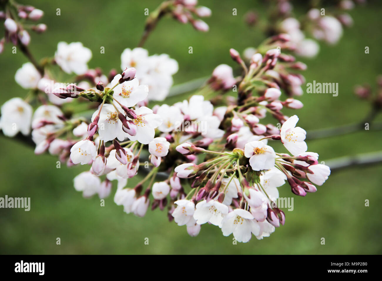 Japanese Cherry Blossom at Sakura Park in Vilnius Lithuania Stock Photo Alamy