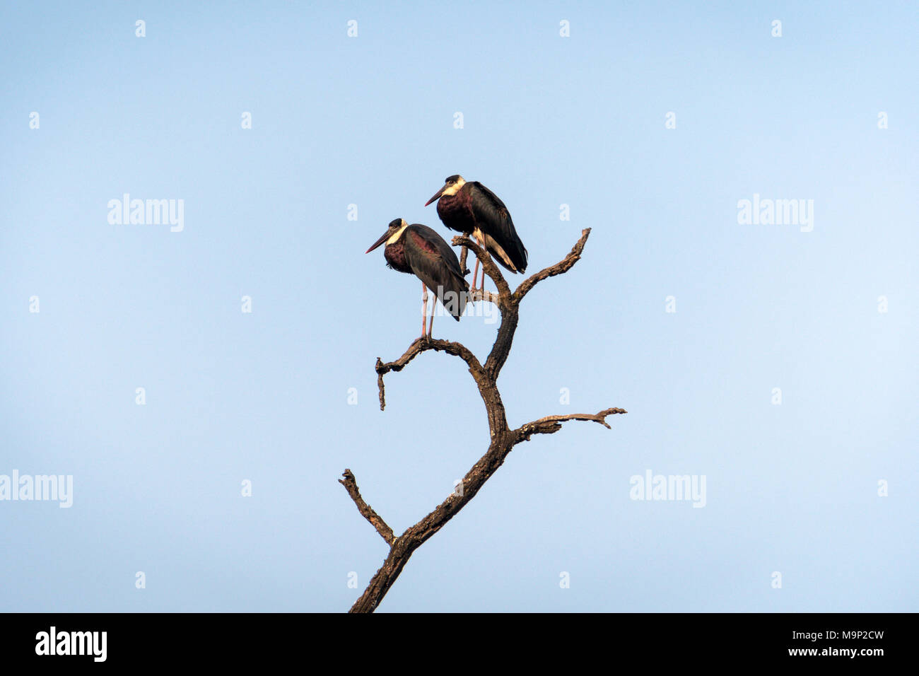 two black storks. Tall trees with big birds against blue sky. a branch of the old dry wood. India, national Park Stock Photo