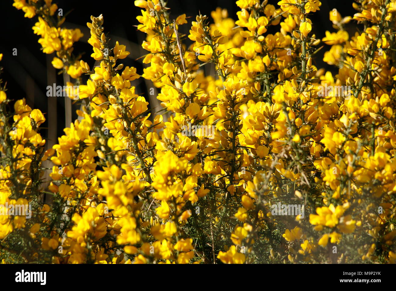 yellow flower on the broom bush Stock Photo Alamy