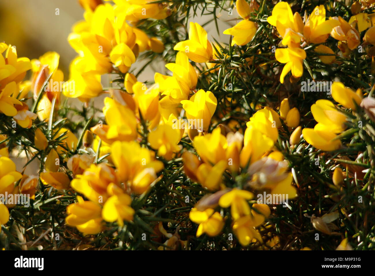 yellow flower on the broom bush Stock Photo Alamy