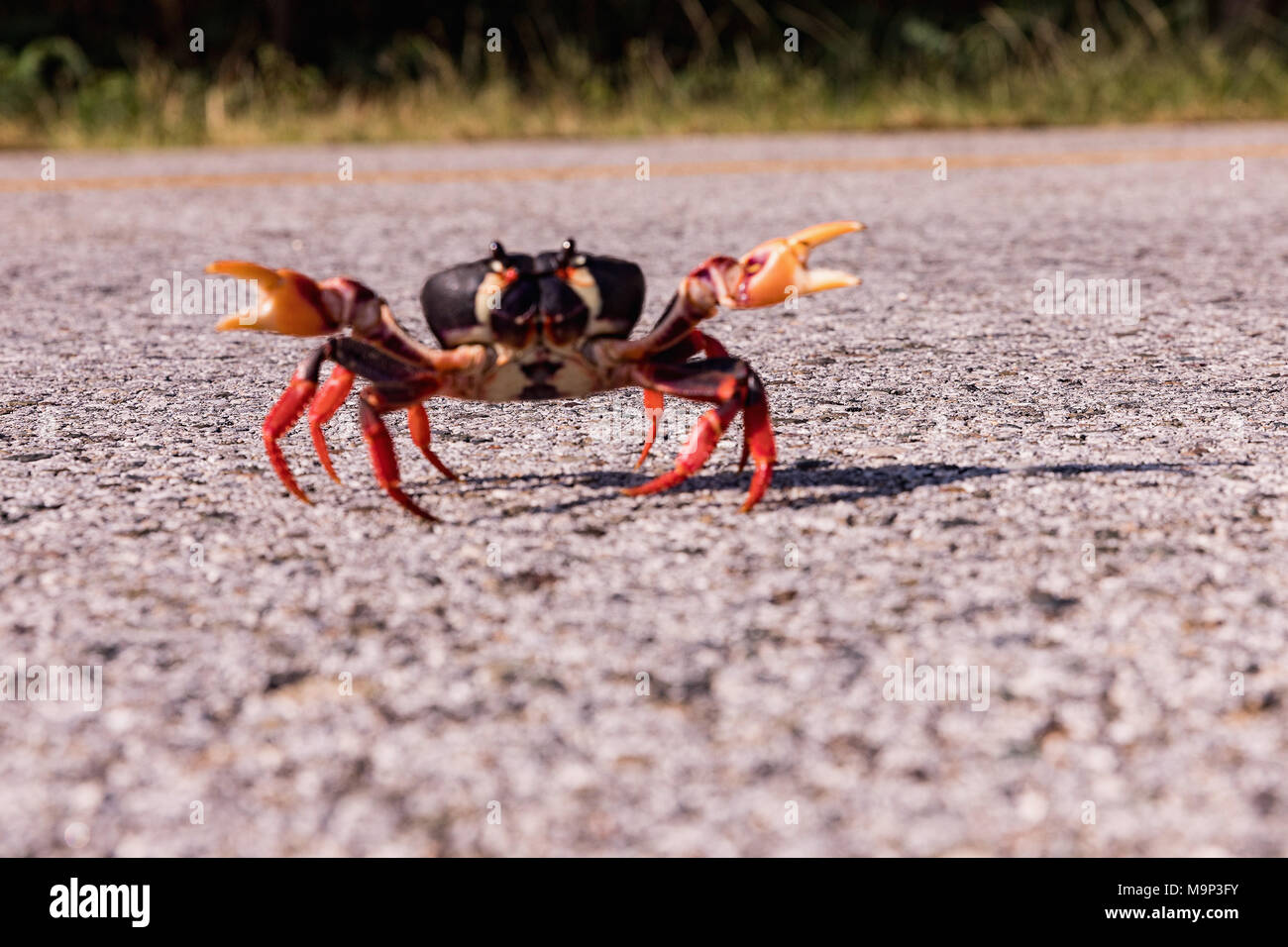 Crab migration hires stock photography and images Alamy