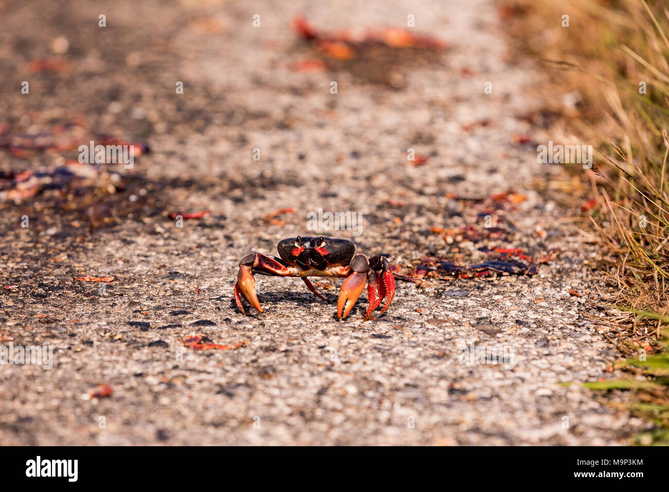 Red crab migration hires stock photography and images Alamy