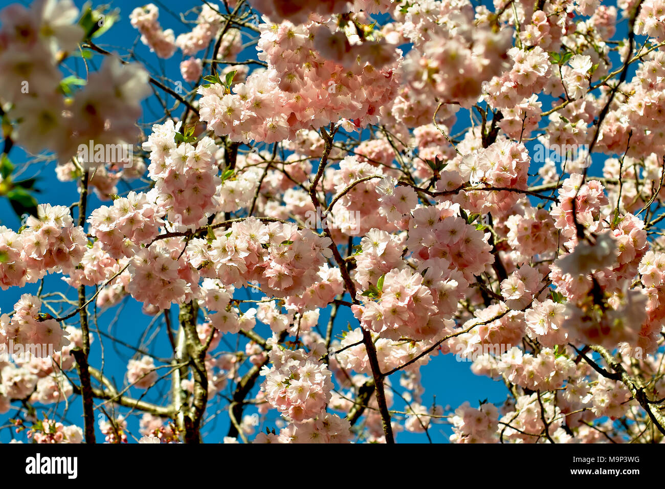 Spring Cherry Perth Spring cherry Accolade, Early ornamental cherry, Japanese cherry ...