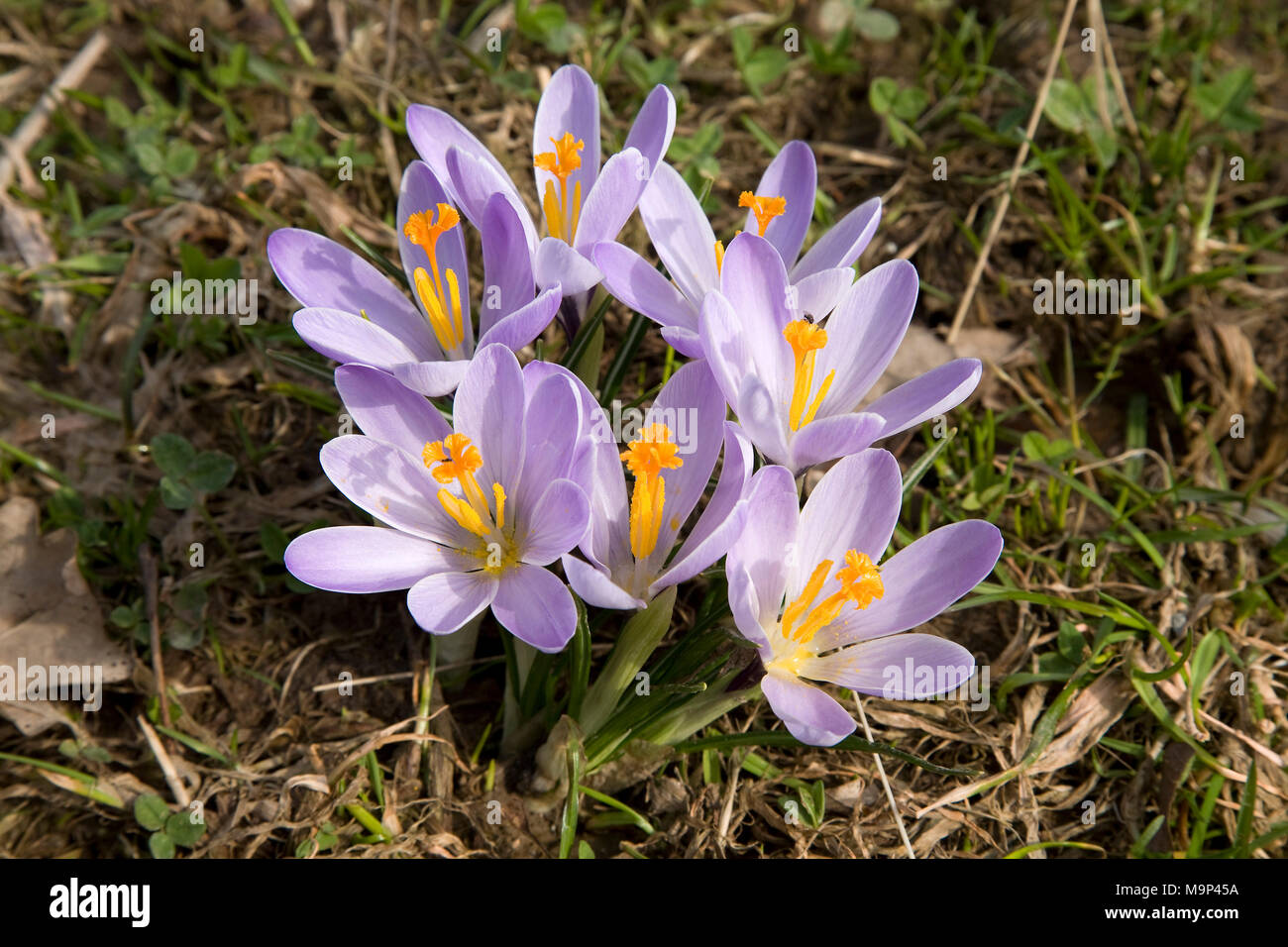 Lilac Crocuses (Crocus vernus), Erzgebirge, Saxony, Germany Stock Photo